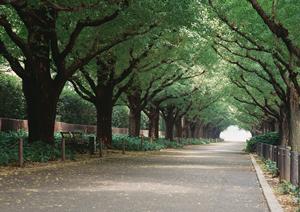 植毛の費用はどれくらい？料金相場とクリニック選びのポイント解説